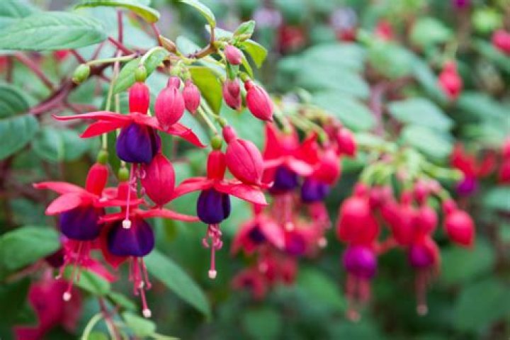 When do fuchsias flower?