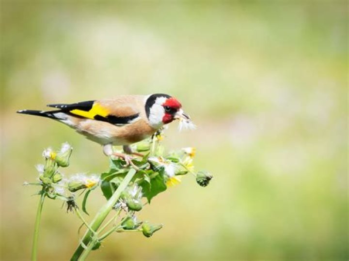 When do goldfinches migrate?