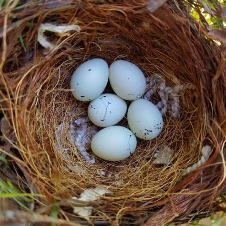 When do green finches lay eggs?