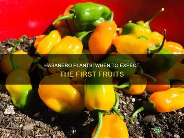When do habanero plants bear fruit?