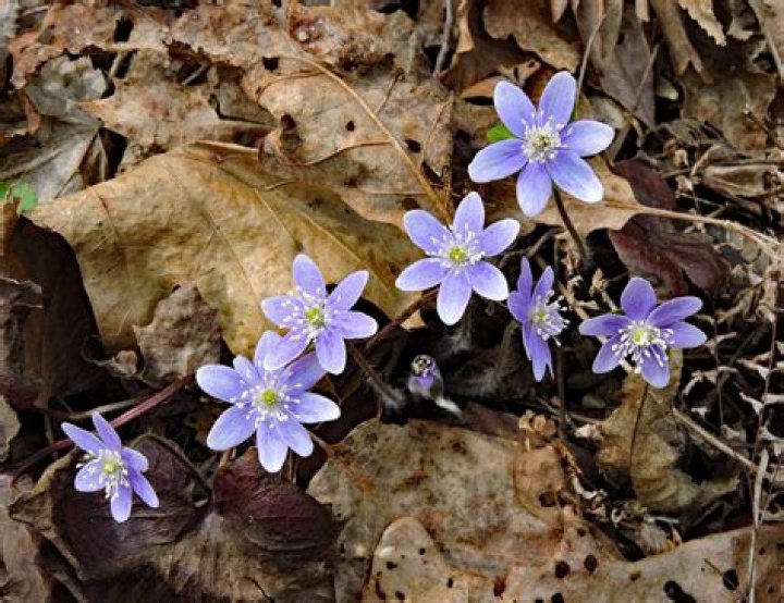 When do hepatica flower?
