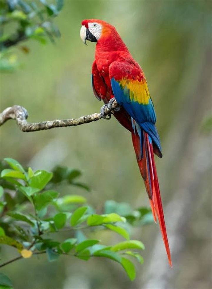 When do macaws mate?