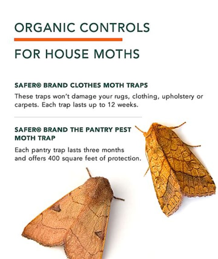 When do moths eat clothes?