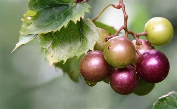 When do muscadine grapes bloom?