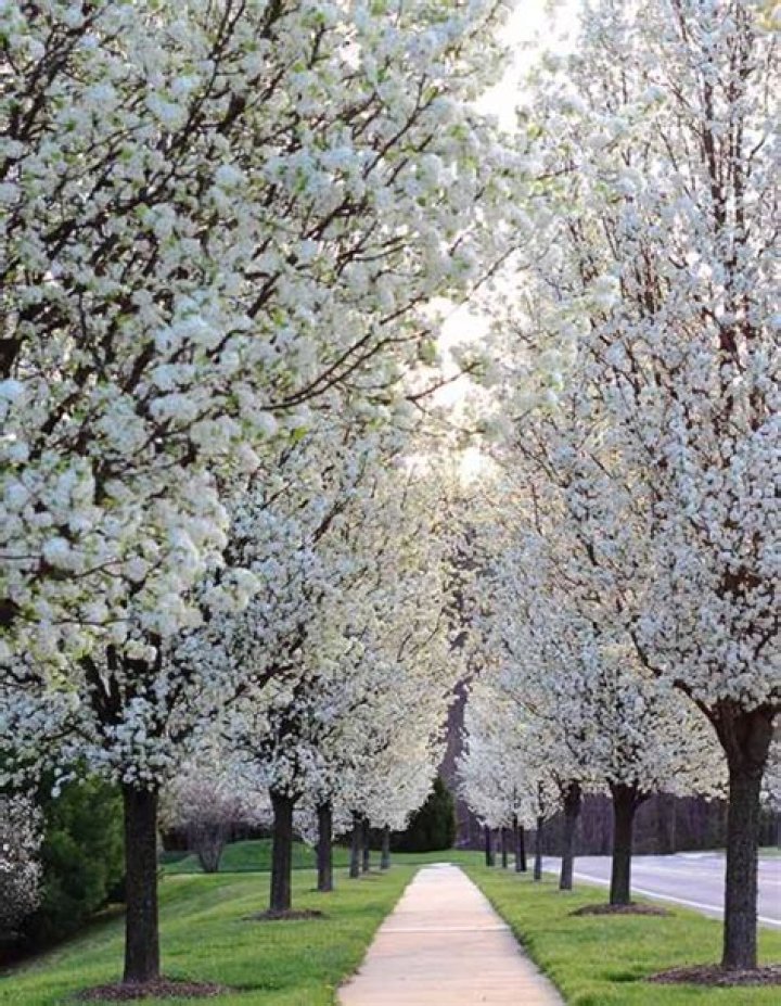 When do ornamental pear trees blossom?