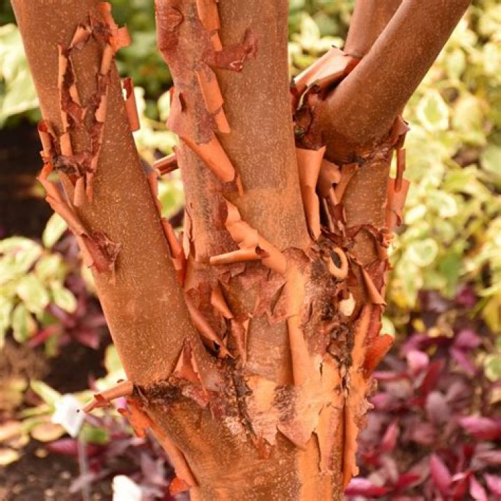 When do paperbark maples bloom?