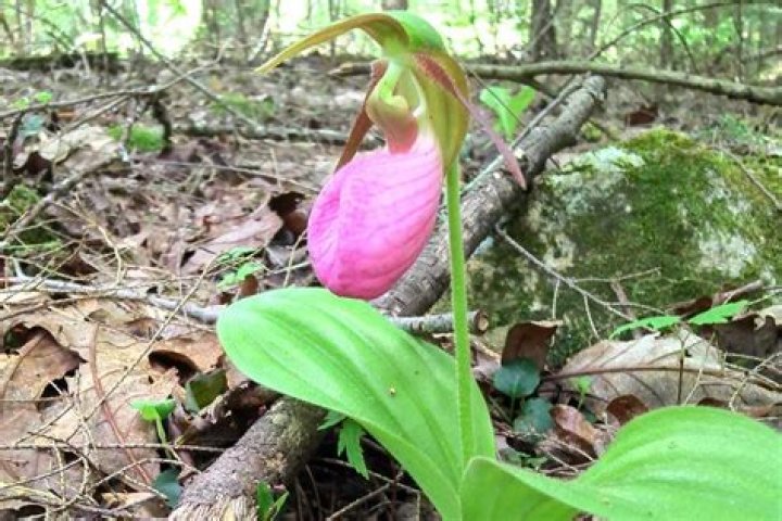 When do pink lady slippers bloom?