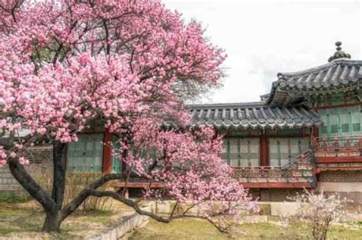 When do plum trees blossom?