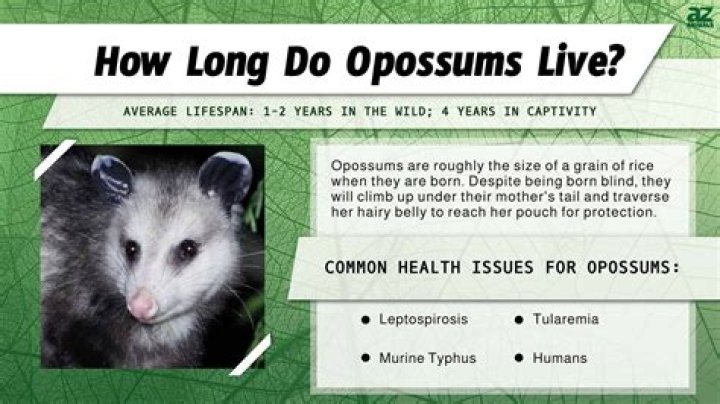 When do possums mate?