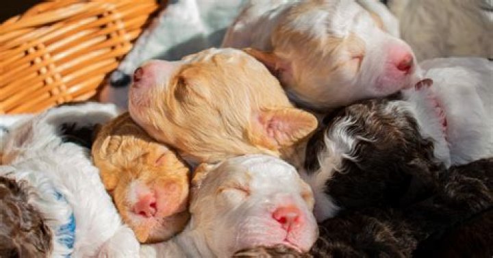 When do puppies stop being nippy?