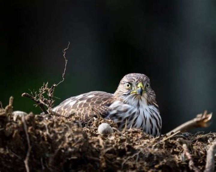 When do red tailed hawks lay eggs?