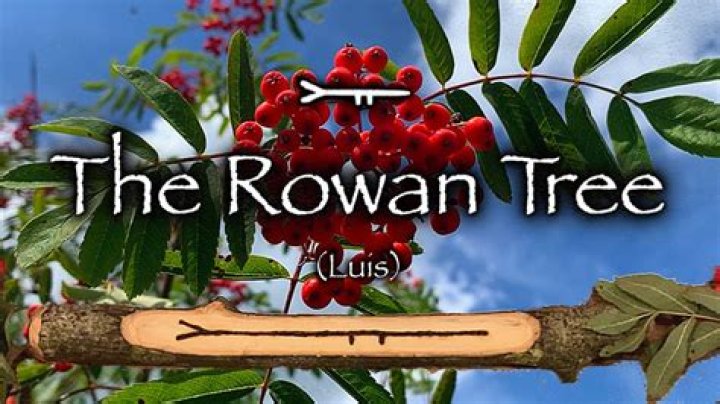 When do rowan trees come into leaf?