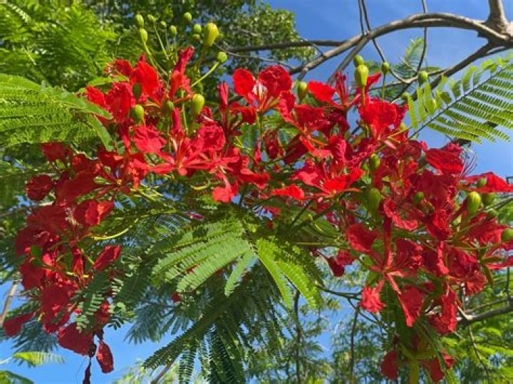 When do royal poincianas bloom in florida?