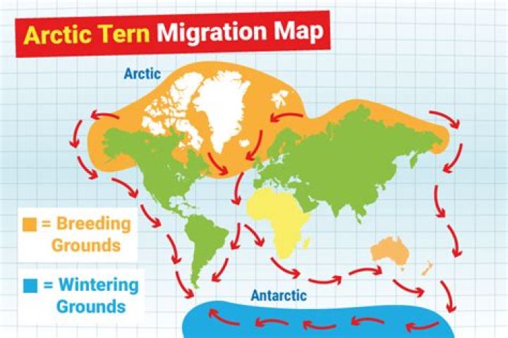 When do sanderlings migrate?