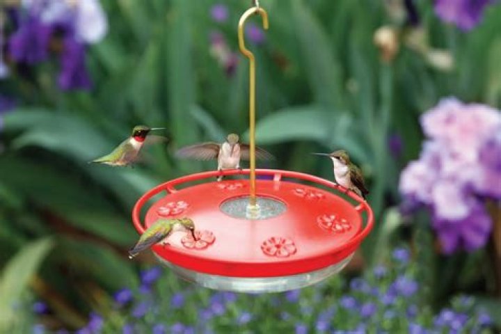 When do scarlet tanagers migrate?