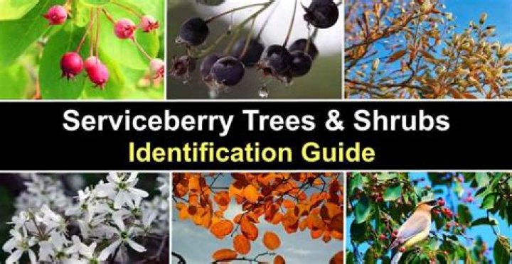 When do serviceberry trees bloom?