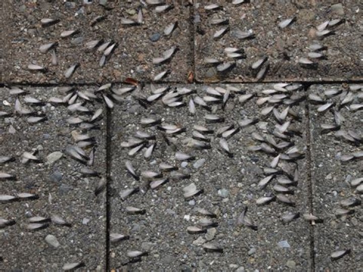 When do termites swarm?