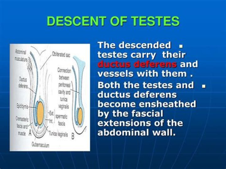 When do testes descend?