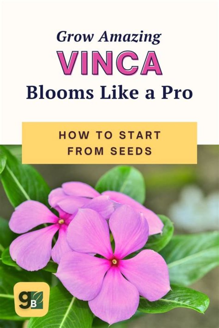 When do vincas come out?