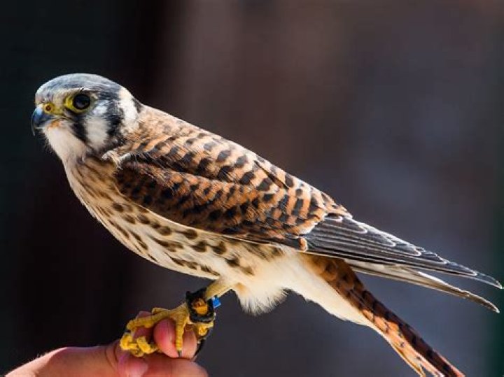 When do wagtails fledge?