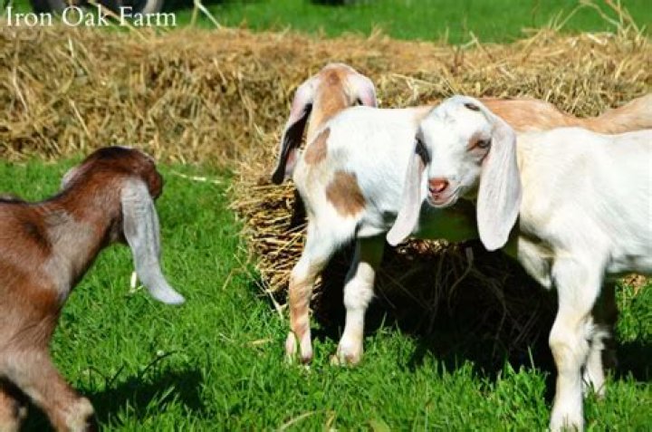 When do you disbud baby goats?