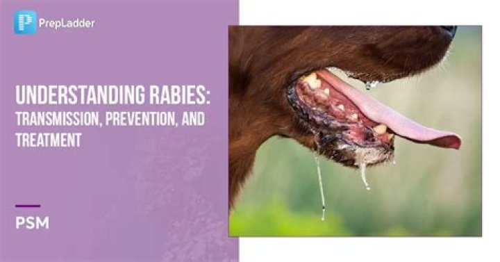 When do you get rabies?