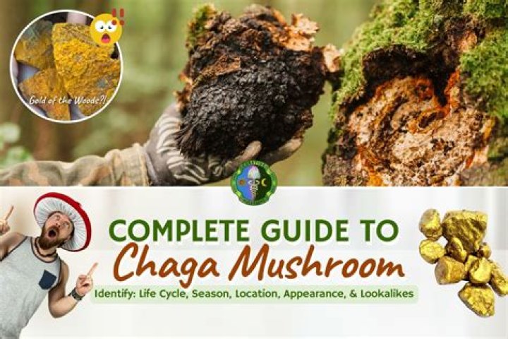 When does chaga grow?