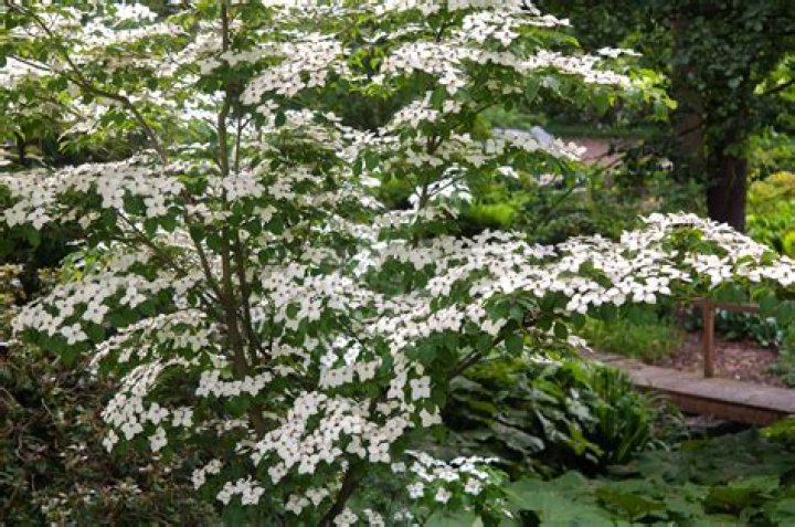 When does cornus kousa flower?