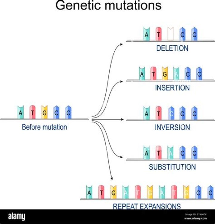 When does duplication of genetic material occur?