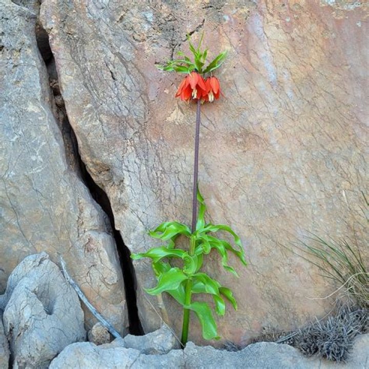 When does fritillaria bloom?