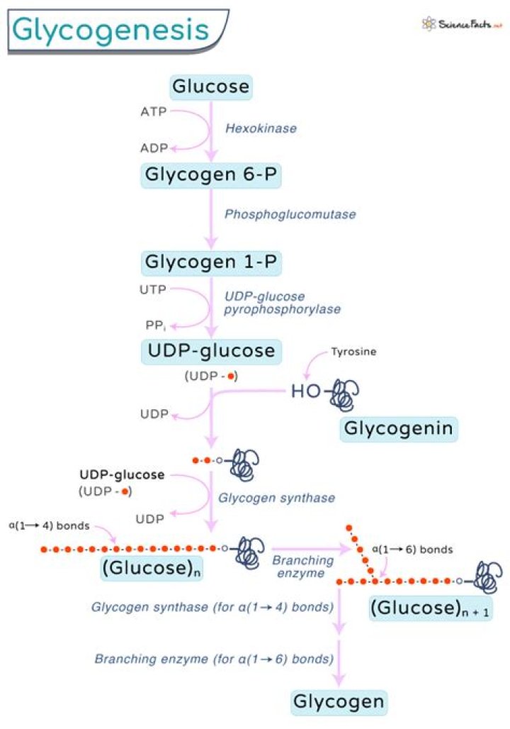 When does glycogenesis occur?