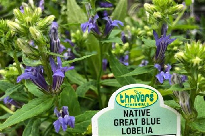 When does lobelia flower?