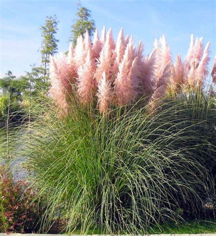 When does pampas grass bloom?