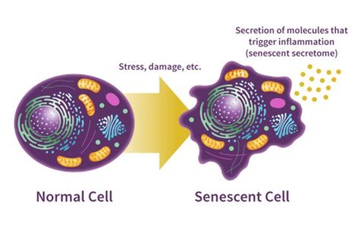 When does senescence occur?