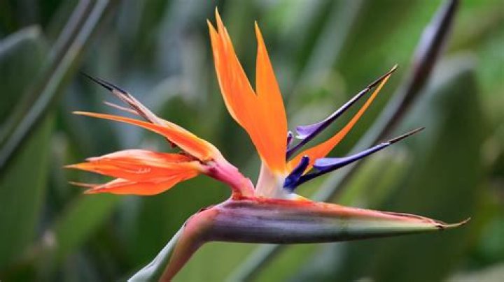 When does strelitzia flower?