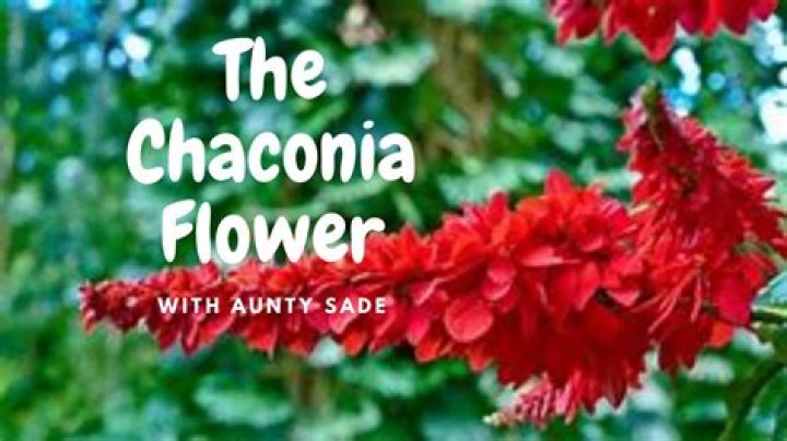 When does the chaconia flower bloom?