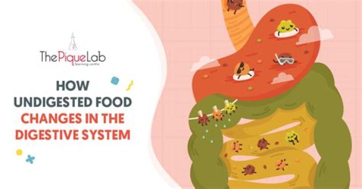 When does undigested food leave the body?