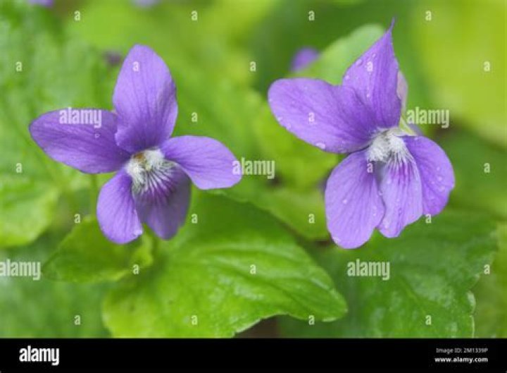 When does viola riviniana flower?