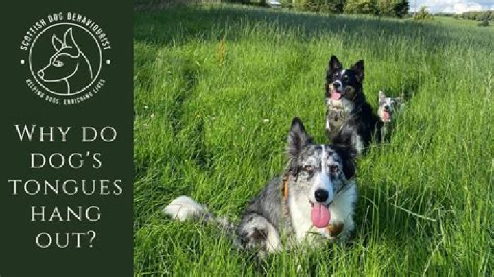 When dogs tongues hang out?