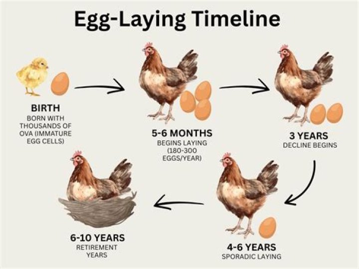 When hen start laying eggs?
