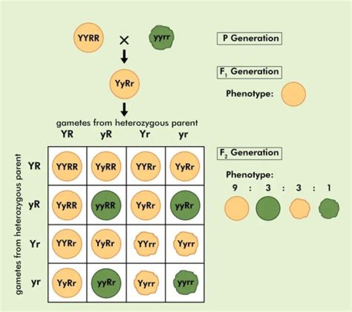 When heterozygotes have a reproductive advantage this is known as a?