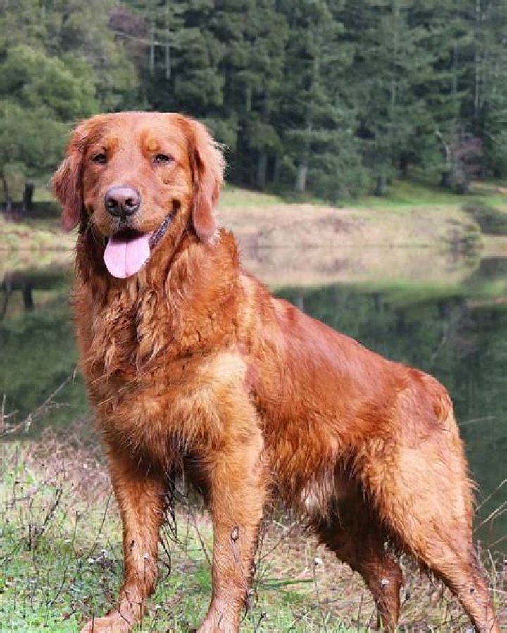When is a golden retriever old?