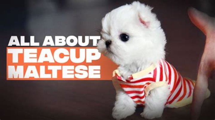 When is a teacup maltese full grown?