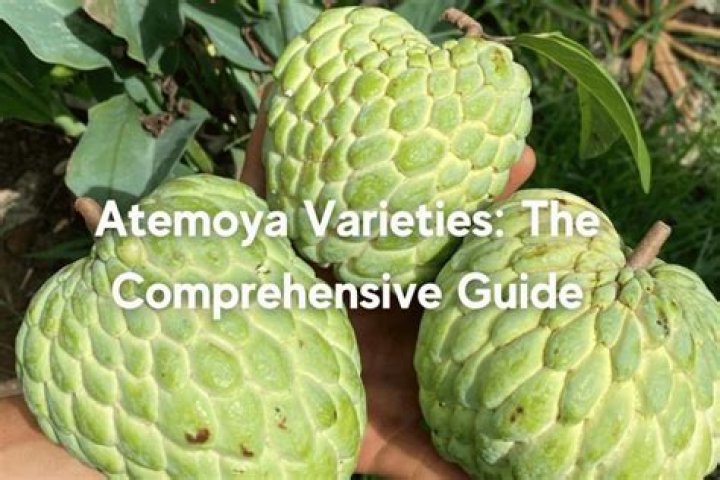 When is atemoya ripe?