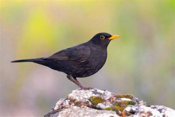 When is blackbird nesting season?