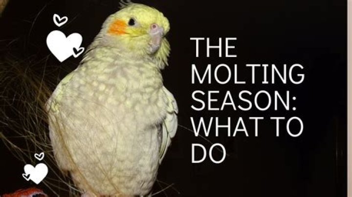 When is cockatiel molting season?
