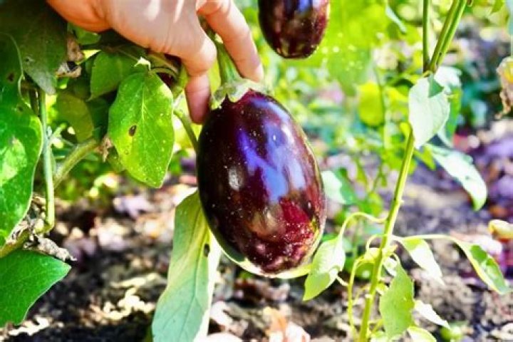 When is eggplant rotten?