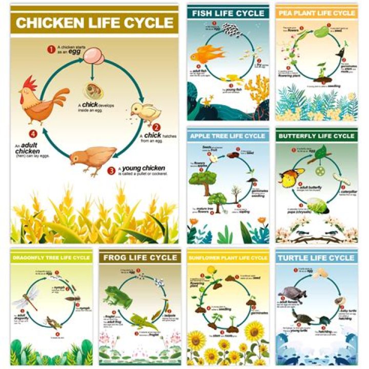 When is life cycles?