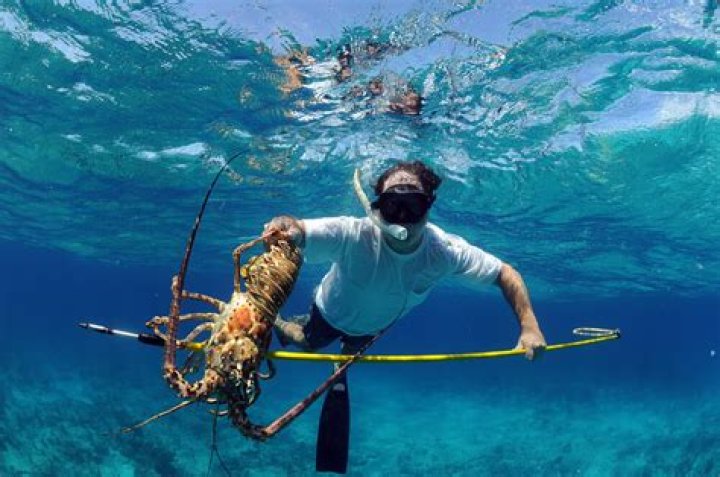 When is lobstering season in the keys?