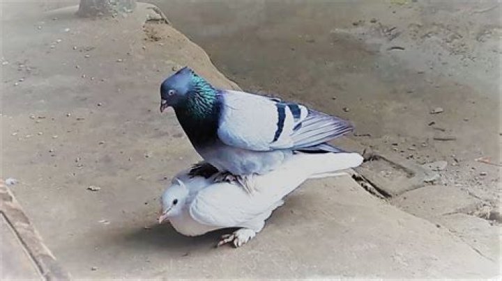 When is pigeon mating season?